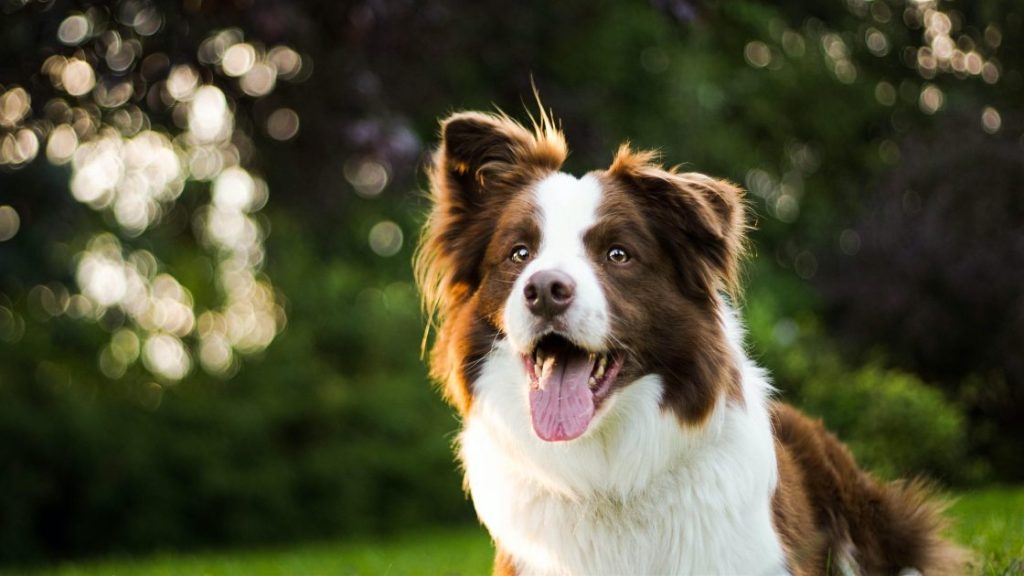 Eigenaar registreert de chip van haar hond in de databank voor veiligheid en identificatie